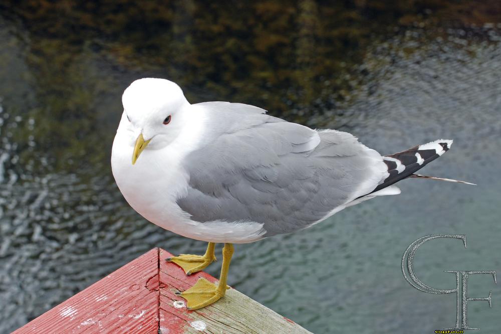 Giega Foto